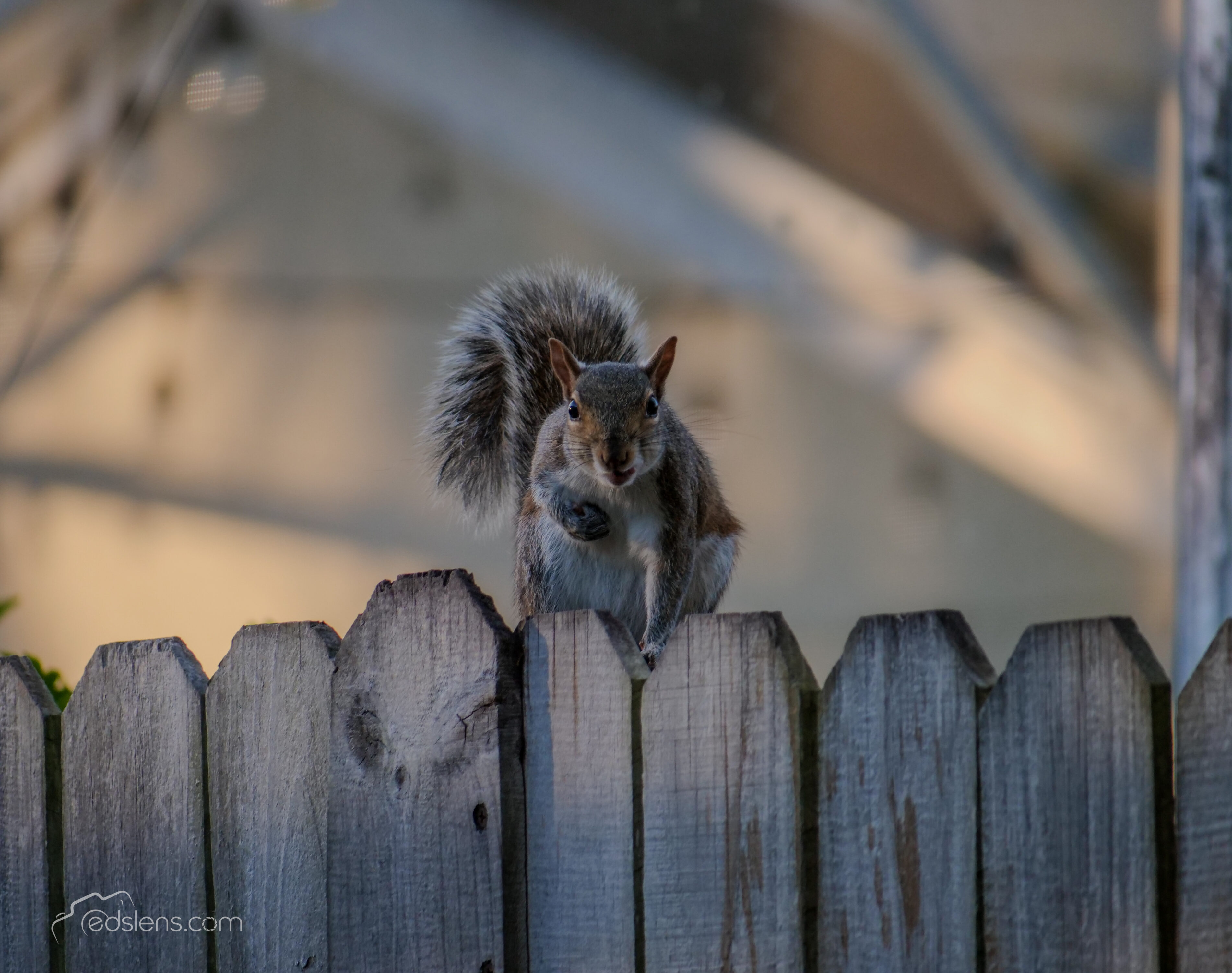 Squirrels Gallery 22